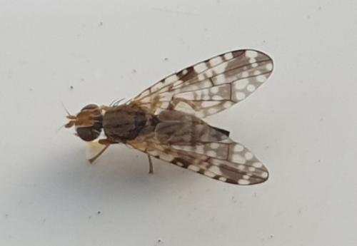 Réf. 253 567 : Dioxyna bidentis